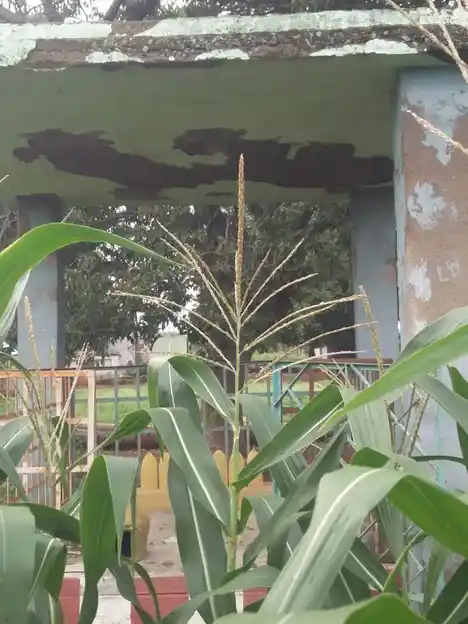 Arulmigu Ayyanaar Temple, Erranampatty - 624622 அருள்மிகு அய்யனார் திருக்கோயில், Erranampatty - 624622, Dindigul - Ancient Temple Architecture and History Image 2