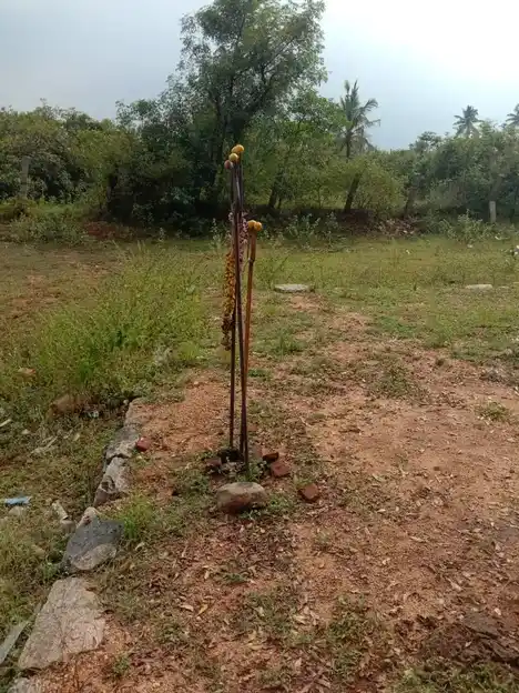 Arulmigu Ayyanaar Temple, Kombaipatti - 624304 அருள்மிகு அய்யனார் கோயில், Kombaipatti - 624304, Dindigul - Ancient Temple Architecture and History Image 4