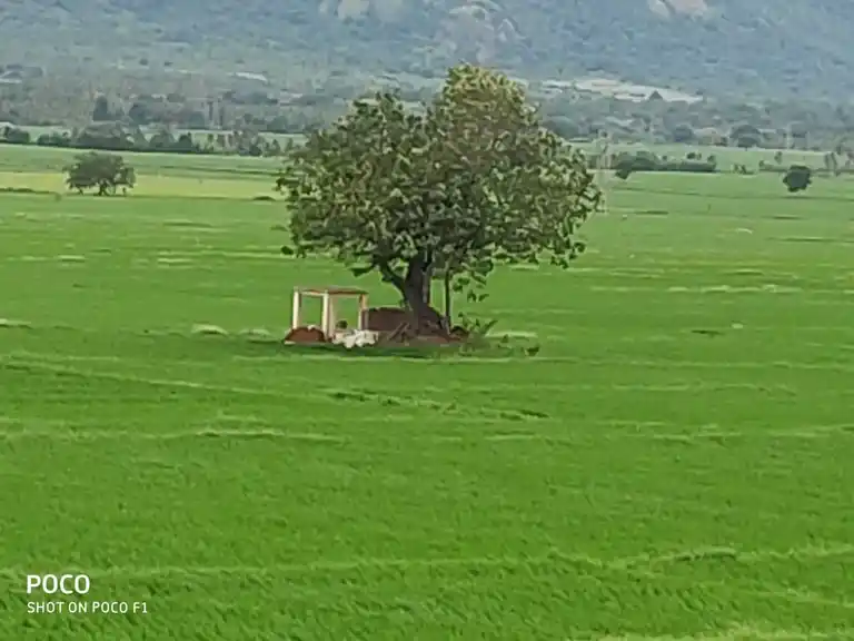 Arulmigu Ayyanaar Temple, Melakoodalur - 625518 அருள்மிகு அய்யனார் கோயில், Melakoodalur - 625518, Theni - Ancient Temple Architecture and History Image 5