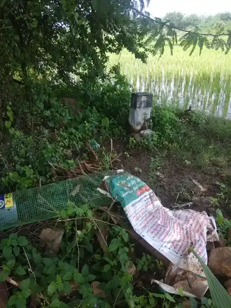 Arulmigu Ayyanaar Temple, Pannaipatty - 624202 அருள்மிகு அய்யனார் திருக்கோயில், Pannaipatty - 624202, Dindigul - Ancient Temple Architecture and History Image 2