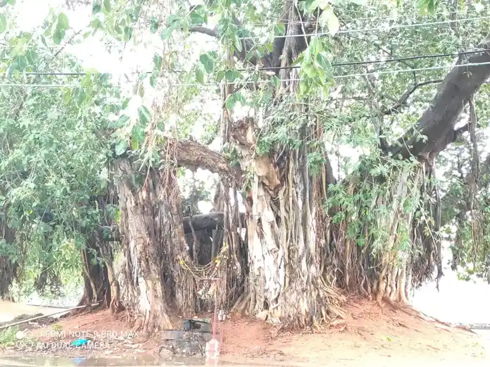 Arulmigu Ayyanar And Urkavalan Temple, Keelakuilkudi - 625019 அய்யனார் மற்றும் ஊர்க்காவல்சாமி திருக்கோயில், Keelakuilkudi - 625019, Madurai - Ancient Temple Architecture and History Image 6