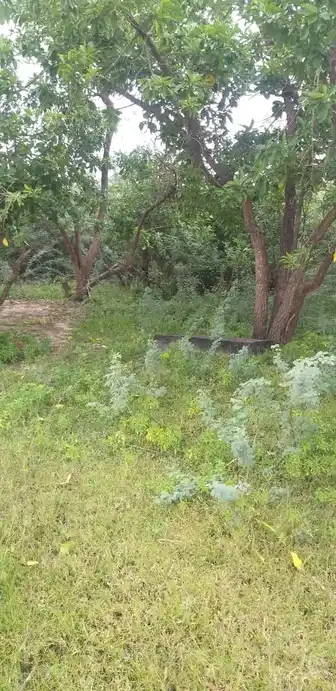 Arulmigu Ayyanar Andammacyar Temple, Ammapatti - 625706
