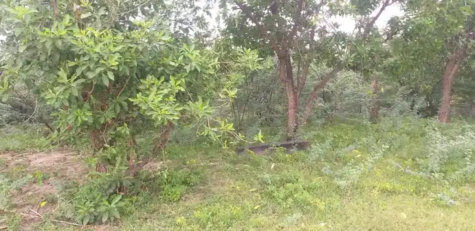 Arulmigu Ayyanar Andammacyar Temple, Ammapatti - 625706 அருள்மிகு அய்யனார் திருக்கோயில், Ammapatti - 625706, Madurai - Ancient Temple Architecture and History Image 2