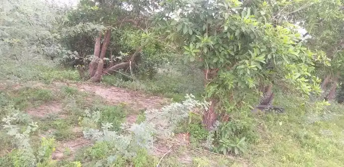 Arulmigu Ayyanar Andammacyar Temple, Ammapatti - 625706 அருள்மிகு அய்யனார் திருக்கோயில், Ammapatti - 625706, Madurai - Ancient Temple Architecture and History Image 4