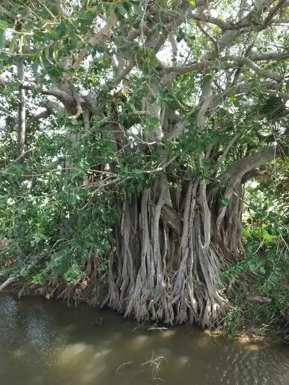 Arulmigu Ayyanar Sundaramoorthy Vinayagar Temple, Alalasundram, Alalasundram - 609101 அருள்மிகு அய்யனார் சுந்தரமூர்த்தி சுவாமி திருக்கோயில், Alalasundram, Sirkazhi - 609101, Mayiladuthurai - Ancient Temple Architecture and History Image 3