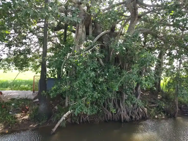 Arulmigu Ayyanar Sundaramoorthy Vinayagar Temple, Alalasundram, Alalasundram - 609101 அருள்மிகு அய்யனார் சுந்தரமூர்த்தி சுவாமி திருக்கோயில், Alalasundram, Sirkazhi - 609101, Mayiladuthurai - Ancient Temple Architecture and History Image 4