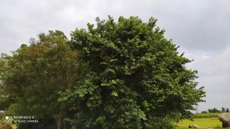 Arulmigu Ayyanar Temple, Aaruthrapattu - 606806