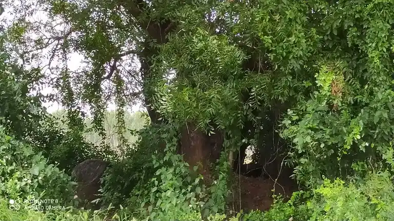 Arulmigu Ayyanar Temple, Aaruthrapattu - 606806 Arulmigu Ayyanar Temple, Aaruthrapattu, Aaruthrapattu - 606806, Tiruvannamalai - Ancient Temple Architecture and History Image 2