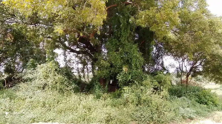 Arulmigu Ayyanar Temple, Aaruthrapattu - 606806 Arulmigu Ayyanar Temple, Aaruthrapattu, Aaruthrapattu - 606806, Tiruvannamalai - Ancient Temple Architecture and History Image 3