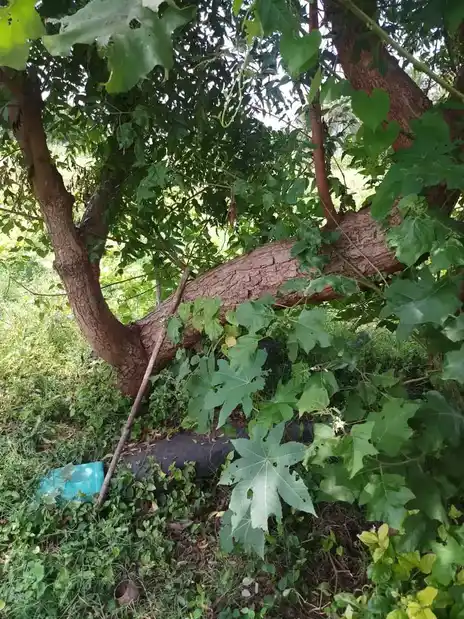 Arulmigu Ayyanar Temple, Anaiyampatti - 636105 அருள்மிகு அய்யனார் திருக்கோயில், Anaiyampatti - 636105, Salem - Ancient Temple Architecture and History Image 4