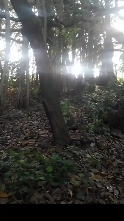 Arulmigu Ayyanar Temple, Athur - 609204 Temple