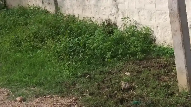 Arulmigu Ayyanar Temple, Ayyanampatti - 625532 அருள்மிகு அய்யனார் திருக்கோயில், Ayyanampatti - 625532, Madurai - Ancient Temple Architecture and History Image 2