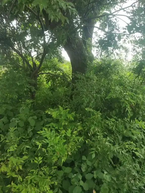Arulmigu Ayyanar Temple, Elanthalapatti - 621114