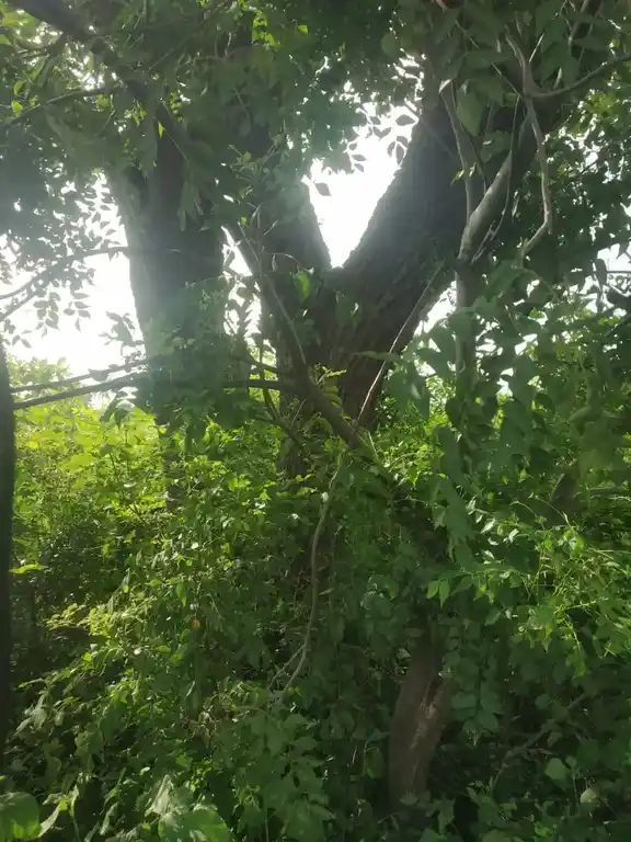 Arulmigu Ayyanar Temple, Elanthalapatti - 621114 அருள்மிகு அய்யனார் திருக்கோயில், Elanthalapatti - 621114, Perambalur - Ancient Temple Architecture and History Image 2