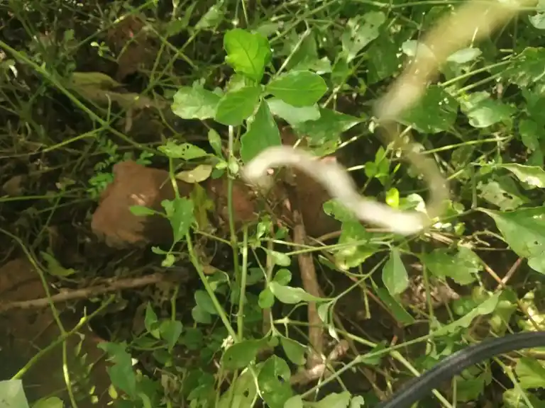 Arulmigu Ayyanar Temple, Elanthalapatti - 621114 அருள்மிகு அய்யனார் திருக்கோயில், Elanthalapatti - 621114, Perambalur - Ancient Temple Architecture and History Image 3