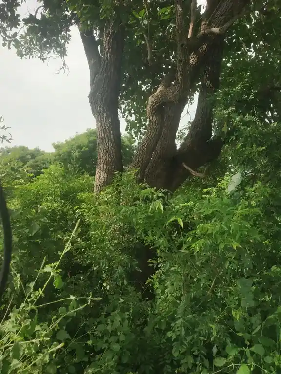 Arulmigu Ayyanar Temple, Elanthalapatti - 621114 அருள்மிகு அய்யனார் திருக்கோயில், Elanthalapatti - 621114, Perambalur - Ancient Temple Architecture and History Image 4