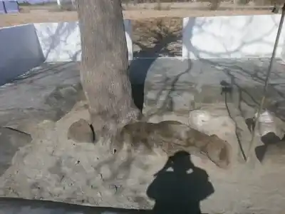 Arulmigu Ayyanar Temple, Eragampatti - 638656 அருள்மிகு அய்யனார் திருக்கோயில், Eragampatti - 638656, Tiruppur - Ancient Temple Architecture and History Image 2