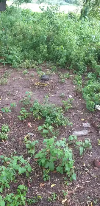 Arulmigu Ayyanar Temple, Jothimanikkam - 625514 அருள்மிகு அய்யனார் திருக்கோயில், Jothimanikkam - 625514, Madurai - Ancient Temple Architecture and History Image 3