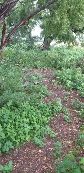 Arulmigu Ayyanar Temple, Jothimanikkam - 625514 அருள்மிகு அய்யனார் திருக்கோயில், Jothimanikkam - 625514, Madurai - Ancient Temple Architecture and History Image 4