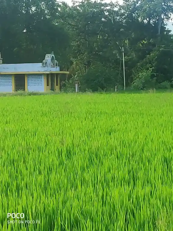 Arulmigu Ayyanar Temple, Kamayakavundanpatty - 625601 அருள்மிகு அய்யனார் திருக்கோயில், காமயக்கவுண்டன்பட்டி - 625601, Theni - Ancient Temple Architecture and History Image 3