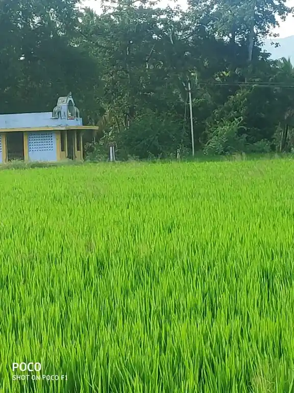 Arulmigu Ayyanar Temple, Kamayakavundanpatty - 625601 அருள்மிகு அய்யனார் திருக்கோயில், காமயக்கவுண்டன்பட்டி - 625601, Theni - Ancient Temple Architecture and History Image 4