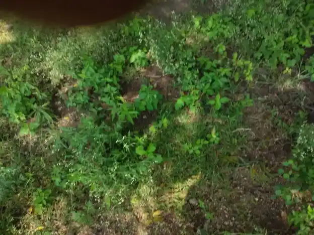 Arulmigu Ayyanar Temple, Kandai - 625527 அருள்மிகு அய்யனார் கோயில், Kandai - 625527, Madurai - Ancient Temple Architecture and History Image 4