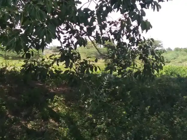 Arulmigu Ayyanar Temple, Karadikal - 625706 அருள்மிகு அய்யனார் கோயில், Karadikal, Karadikal - 625706, Madurai - Ancient Temple Architecture and History Image 3