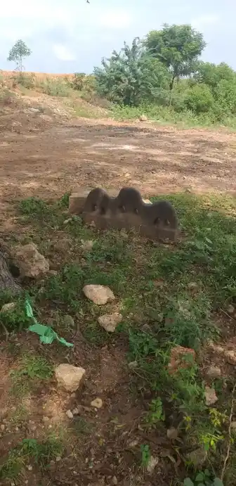 Arulmigu Ayyanar Temple, Karukappilai - 625514 அருள்மிகு அய்யனார் திருக்கோயில், Karukappilai - 625514, Madurai - Ancient Temple Architecture and History Image 2