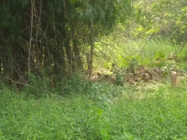 Arulmigu Ayyanar Temple, Konapatti - 625503 அருள்மிகு அய்யனார் திருக்கோயில், Konapatti, Konapatti - 625503, Madurai - Ancient Temple Architecture and History Image 2