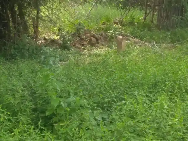 Arulmigu Ayyanar Temple, Konapatti - 625503 அருள்மிகு அய்யனார் திருக்கோயில், Konapatti, Konapatti - 625503, Madurai - Ancient Temple Architecture and History Image 4