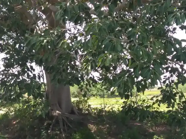 Arulmigu Ayyanar Temple, Kunnanampatti - 625514 அருள்மிகு அய்யனார் கோயில், Kunnanampatti, Kunnanampatti - 625514, Madurai - Ancient Temple Architecture and History Image 4