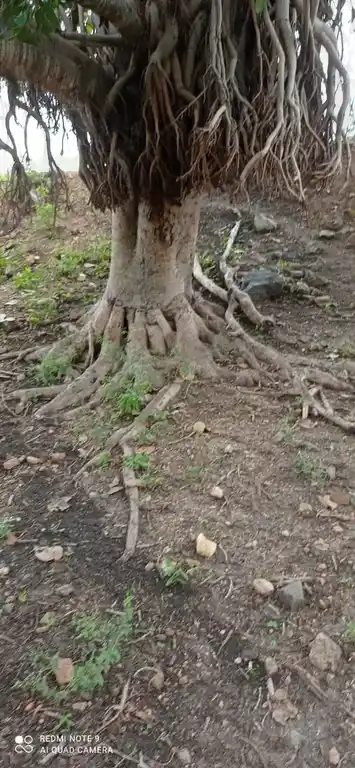 Arulmigu Ayyanar Temple, Maniyatchi - 628302