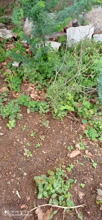 Arulmigu Ayyanar Temple, Maniyatchi - 628302 அருள்மிகு அய்யனார் திருக்கோயில், Maniyatchi - 628302, Thoothukudi - Ancient Temple Architecture and History Image 3