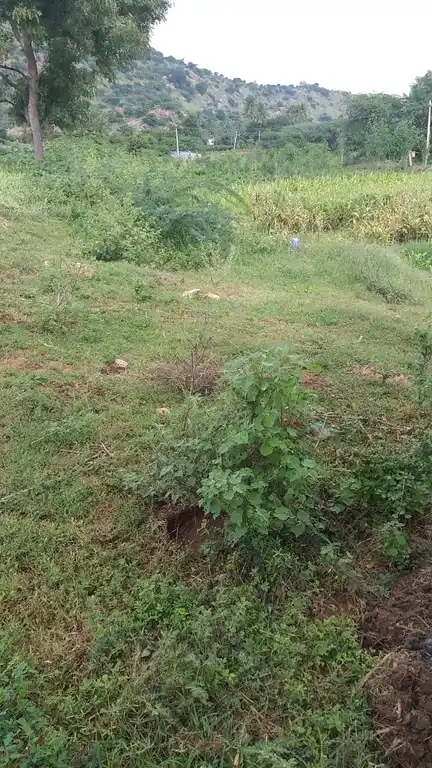 Arulmigu Ayyanar Temple, Muppidaripatti - 625535