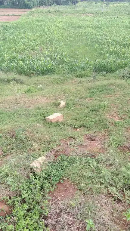 Arulmigu Ayyanar Temple, Muppidaripatti - 625535 அருள்மிகு அய்யனார் திருக்கோயில், Muppidaripatti - 625535, Madurai - Ancient Temple Architecture and History Image 2