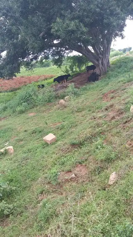 Arulmigu Ayyanar Temple, Muppidaripatti - 625535 அருள்மிகு அய்யனார் திருக்கோயில், Muppidaripatti - 625535, Madurai - Ancient Temple Architecture and History Image 3