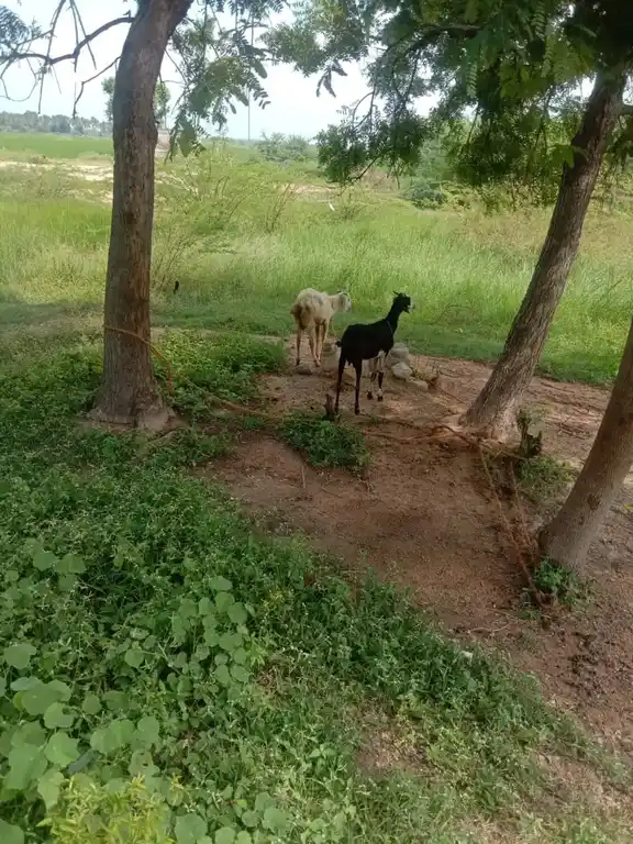 Arulmigu Ayyanar Temple, Naattarmangalam - 625020