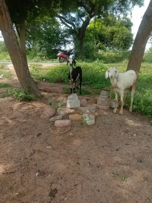Arulmigu Ayyanar Temple, Naattarmangalam - 625020 அருள்மிகு அய்யனார் திருக்கோயில், Naattarmangalam - 625020, Madurai - Ancient Temple Architecture and History Image 2