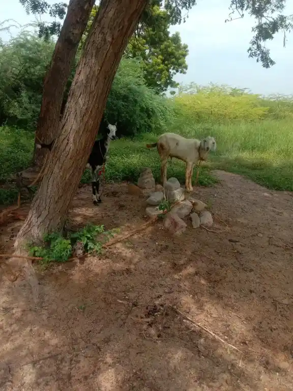 Arulmigu Ayyanar Temple, Naattarmangalam - 625020 அருள்மிகு அய்யனார் திருக்கோயில், Naattarmangalam - 625020, Madurai - Ancient Temple Architecture and History Image 3