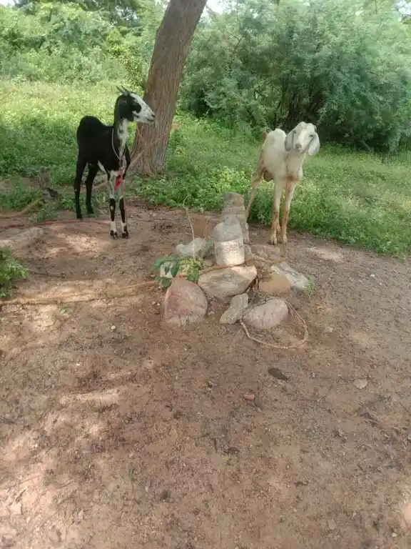 Arulmigu Ayyanar Temple, Naattarmangalam - 625020 அருள்மிகு அய்யனார் திருக்கோயில், Naattarmangalam - 625020, Madurai - Ancient Temple Architecture and History Image 4