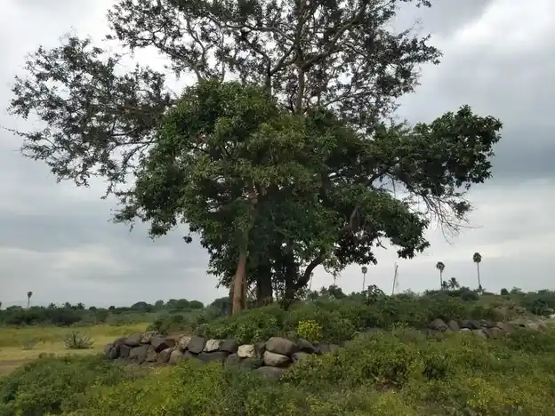 Arulmigu Ayyanar Temple, Naduvalur - 636105 அருள்மிகு அய்யனார் திருக்கோயில், Naduvalur - 636105, Salem - Ancient Temple Architecture and History Image 4