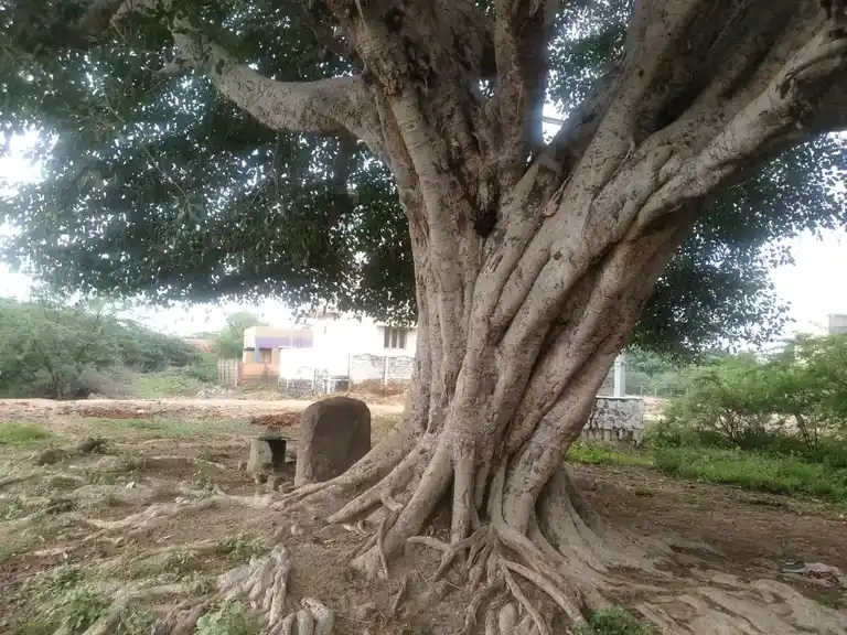 Arulmigu Ayyanar Temple, Nagamangalam - 620012