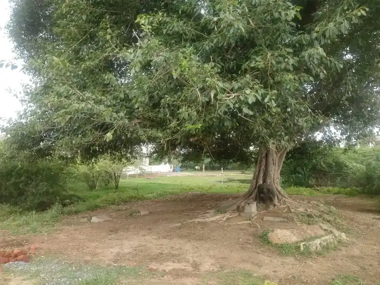 Arulmigu Ayyanar Temple, Nagamangalam - 620012 Arulmigu Ayyanar Temple, Nagamangalam - 620012, Thiruchirappalli - Ancient Temple Architecture and History Image 4