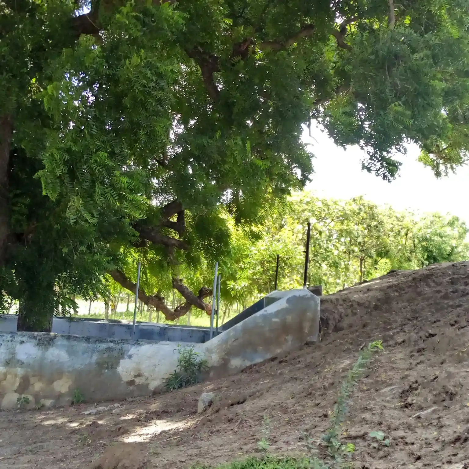 Arulmigu Ayyanar Temple, Nathampatti, Nathampatti - 626138 அருள்மிகு அய்யனார் திருக்கோயில், நத்தம்பட்டி, நத்தம்பட்டி கிராமம் - 626138, Virudhunagar - Ancient Temple Architecture and History Image 4