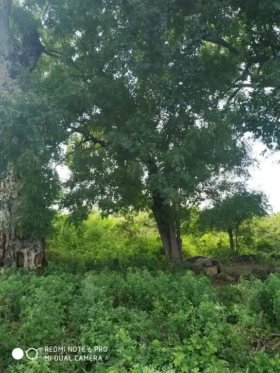 Arulmigu Ayyanar Temple, Near Vaikal Anaikattu, Pattuthurai - 636112