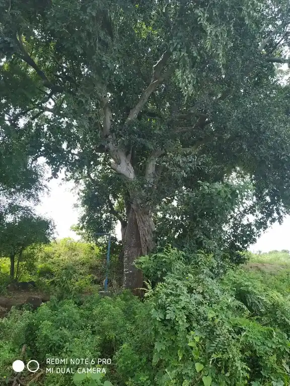 Arulmigu Ayyanar Temple, Near Vaikal Anaikattu, Pattuthurai - 636112 அருள்மிகு அய்யனார் திருக்கோயில், வாய்கால் அணைக்கட்டு அருகில், பட்டுத்துறை - 636112, Salem - Ancient Temple Architecture and History Image 3