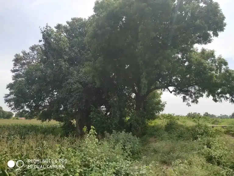 Arulmigu Ayyanar Temple, Near Vaikal Anaikattu, Pattuthurai - 636112 அருள்மிகு அய்யனார் திருக்கோயில், வாய்கால் அணைக்கட்டு அருகில், பட்டுத்துறை - 636112, Salem - Ancient Temple Architecture and History Image 5