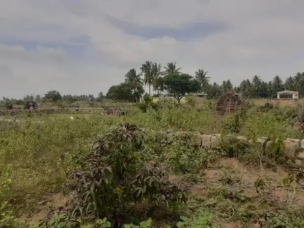 Arulmigu Ayyanar Temple, Palamuthurkudikadu - 614625