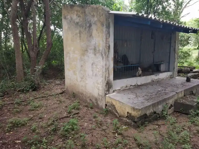 Arulmigu Ayyanar Temple, Pandagapadi - 621117 Arulmigu Ayyanar Temple, Pandagapadi - 621117, Perambalur - Ancient Temple Architecture and History Image 3