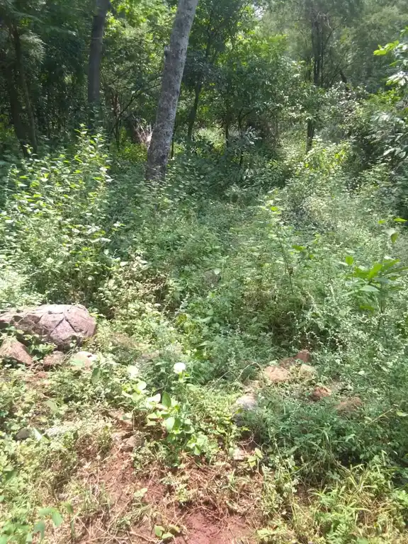 Arulmigu Ayyanar Temple, Pathinettangudi - 625106